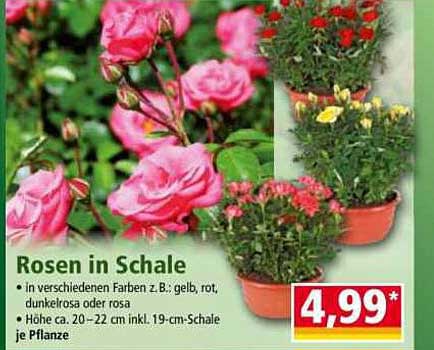 Rosen in Schale