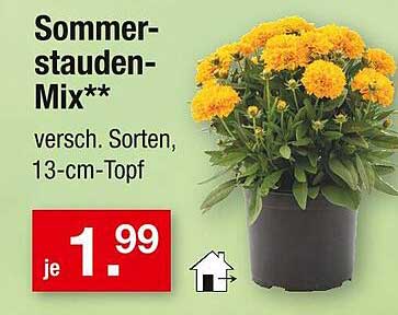 Sommerstauden-Mix - verschiedene Sorten, 13-cm-Topf