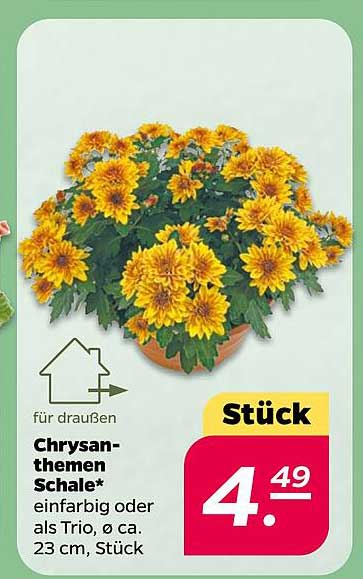 Chrysanthemen Schale, einfarbig oder als Trio, Ø ca. 23 cm, Stück