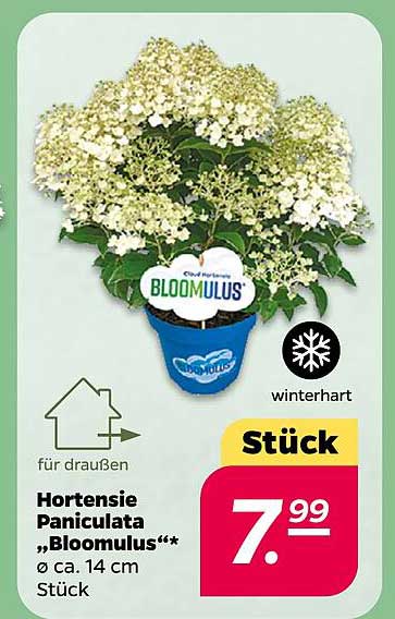 Hortensie Paniculata „Bloomulus“ Ø ca. 14 cm Stück