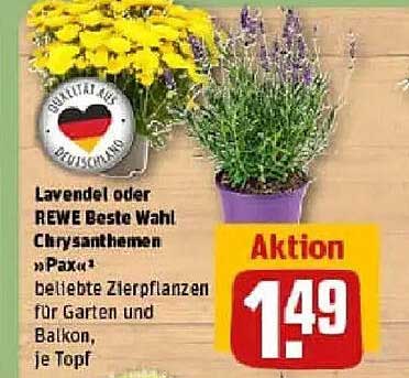 Lavendel oder REWE Beste Wahl Chrysanthemen „Pax“ - beliebte Zierpflanzen für Garten und Balkon, je Topf