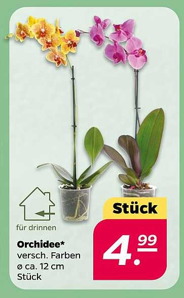 Orchidee, verschieden Farben, Ø ca. 12 cm, für drinnen
