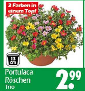 Portulaca Röschen Trio – Farbenfrohe Blütenpracht für Ihren Garten