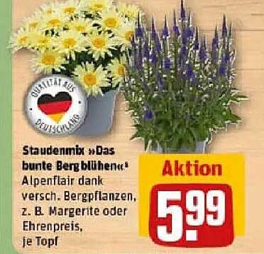 Staudenmix »Das bunte Bergblühen«
