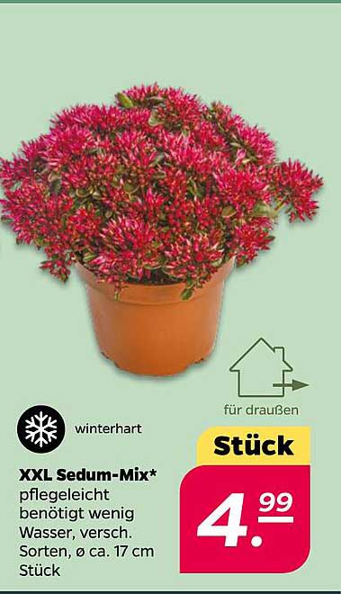 XXL Sedum-Mix*