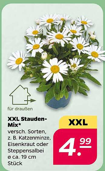 XXL Stauden-Mix* - Verschiedene Sorten für Ihren Garten