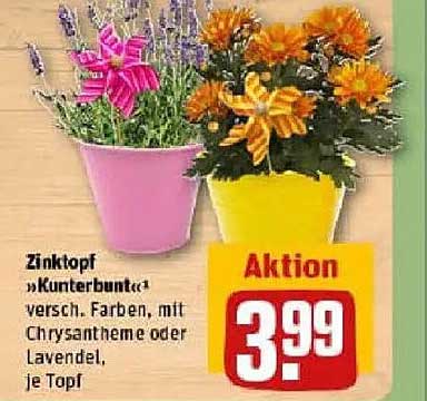 Zinktopf „Kunterbunt“ - Verschiedene Farben, mit Chrysantheme oder Lavendel, je Topf