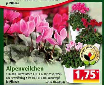 Alpenveilchen - Ein Farbtupfer für Ihr Zuhause