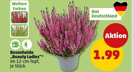 Besenheide "Beauty Ladies" im 12-cm-Topf, je Stück