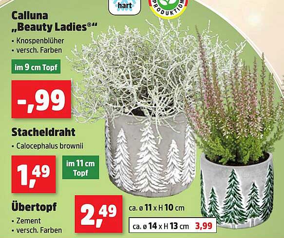 Calluna "Beauty Ladies®" im 9 cm Topf - nur 0,99€
