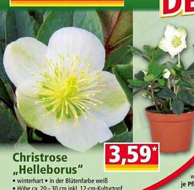 Christrose „Helleborus“ – Winterblüher für Ihr Zuhause