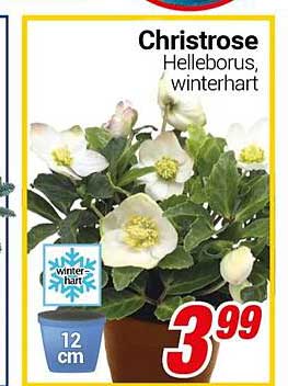 Christrose (Helleborus), winterhart