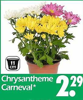 Chrysantheme Carneval*