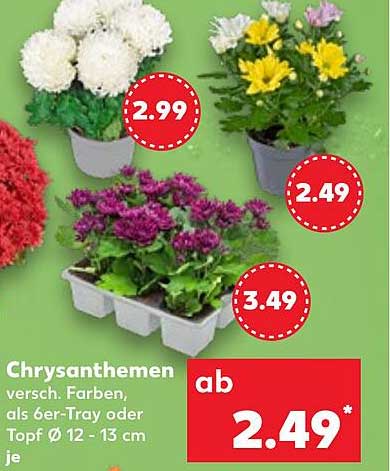 Chrysanthemen in verschiedenen Farben als 6er-Tray oder Topf Ø 12 - 13 cm je