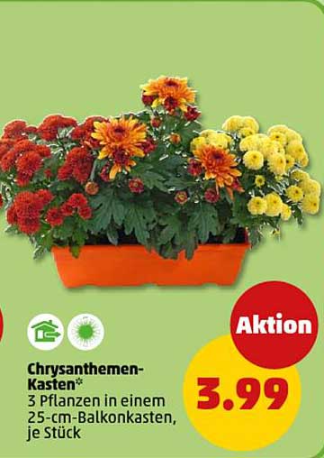 Chrysanthemen-Kasten – 3 Pflanzen in einem 25-cm-Balkonkasten, je Stück