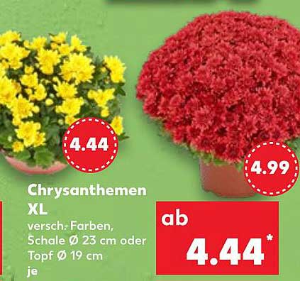 Chrysanthemen XL in verschiedenen Farben