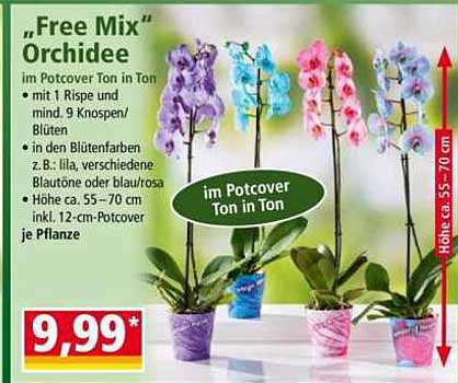 "Free Mix" Orchidee