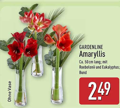 GARDENLINE Amaryllis - Bund mit Röbelenei und Eukalyptus