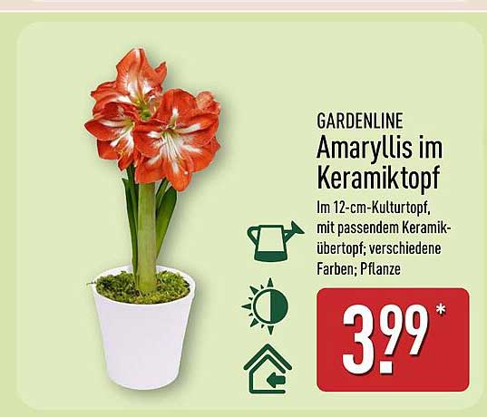 GARDENLINE Amaryllis im Keramiktopf