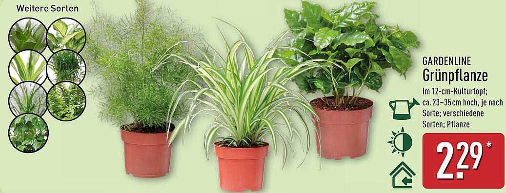 GARDENLINE Grünpflanze im 12-cm-Kulturtopf