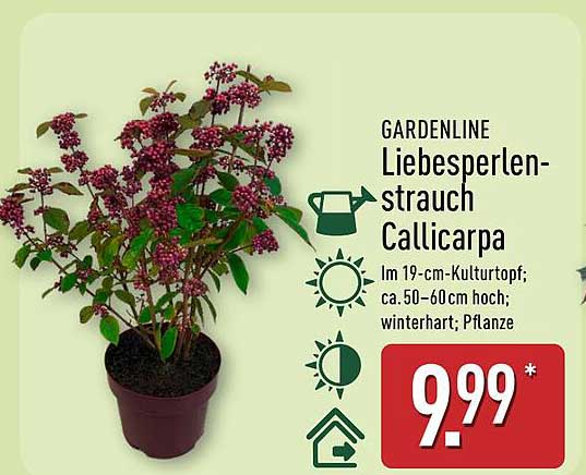 GARDENLINE Liebesperlenstrauch Callicarpa