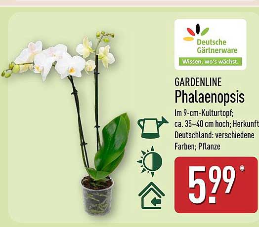 GARDENLINE Phalaenopsis - Die elegante Orchidee für Ihr Zuhause