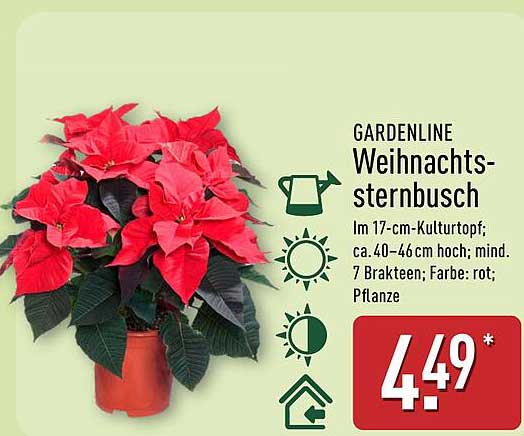 GARDENLINE Weihnachtssternbusch