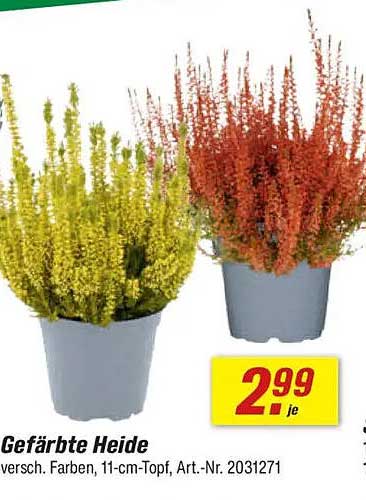 Gefärbte Heide - Verschiedene Farben, 11-cm-Topf
