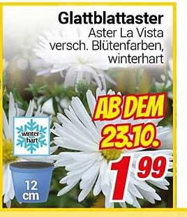 Glattblättriger Aster La Vista, winterhart