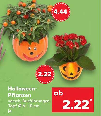 Halloween-Pflanzen - verschiedene Ausführungen, Topf Ø 6 - 11 cm je