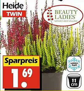 Heide Twin - Beauty Ladies Calluna