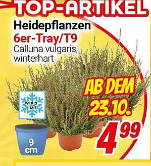 Heidepflanzen 6er-Tray/T9 - Calluna vulgaris, winterhart