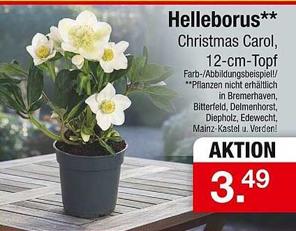 Helleborus Christmas Carol, 12-cm-Topf