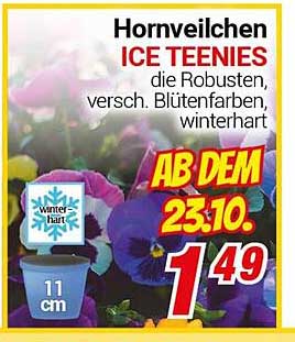 Hornveilchen ICE TEENIES
