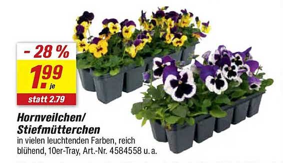 Hornveilchen/Stiefmütterchen 10er-Tray