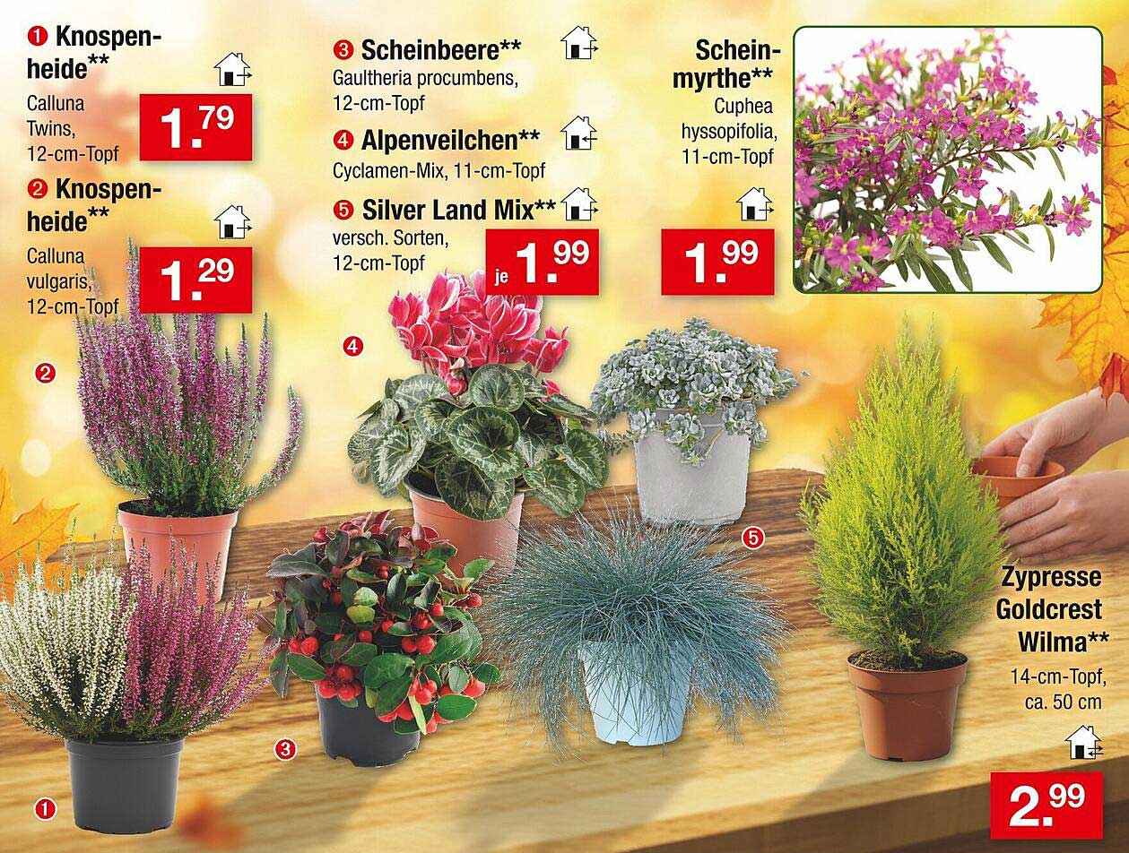 Knospen-Heide, Scheinbeere, Alpenveilchen und weitere Pflanzenangebote