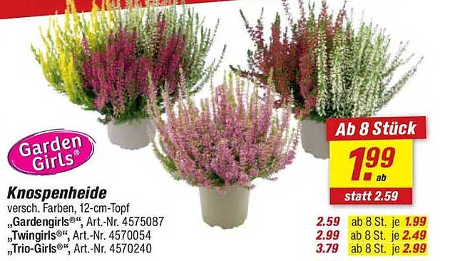 Knospenheide 12-cm-Topf – Ab 8 Stück nur 1,99 €