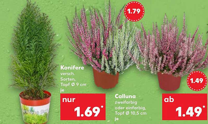 Koniferen und Calluna - Gartenpflanzen im Angebot