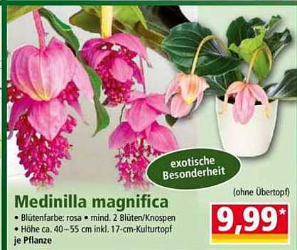Medinilla magnifica - Exotische Besonderheit