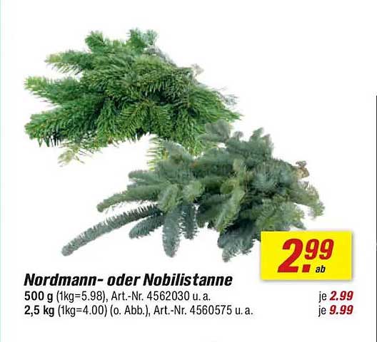 Nordmann- oder Nobilistanne