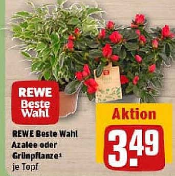 REWE Beste Wahl Azalee oder Grünpflanze* je Topf