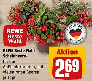 REWE Beste Wahl Scheinbeere für die Außendekoration, mit vielen roten Beeren, je Topf