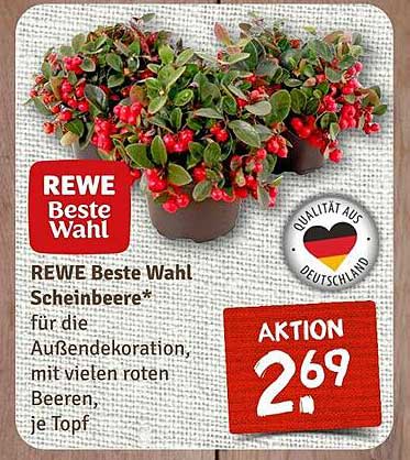 REWE Beste Wahl Scheinbeere* für die Außendekoration, mit vielen roten Beeren, je Topf