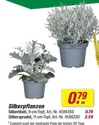 Silberpflanzen zum Sonderpreis – ideal für jeden Garten