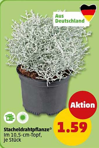Stacheldrahtpflanze im 10,5-cm-Topf