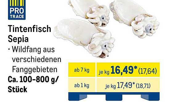 Tintenfisch Sepia - Wildfang aus verschiedenen Fanggebieten
