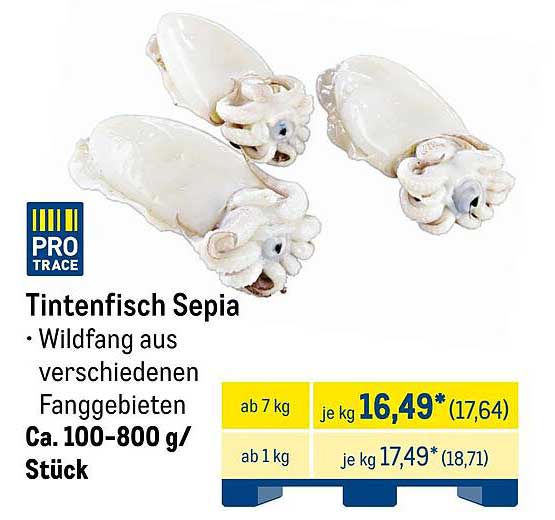 Tintenfisch Sepia - Wildfang aus verschiedenen Fanggebieten