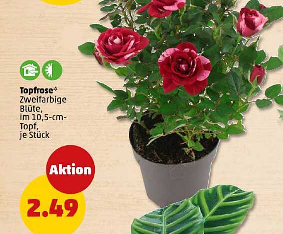 Topfrose* zweifarbige Blüte, im 10,5-cm-Topf, je Stück