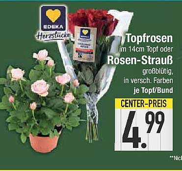 Topfrosen im 14cm Topf oder Rosen-Strauß großblütig, in versch. Farben je Topf/Bund