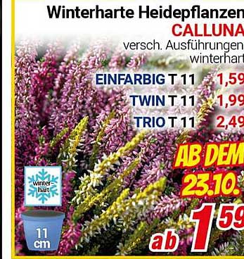 Winterharte Heidepflanzen Calluna in verschiedenen Ausführungen